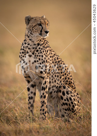 Cheetah sitting in grassy plain turning right 45043629