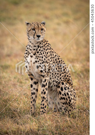 Cheetah sitting in grassy plain turning head 45043630