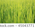 Rice sparkling in the morning sun 45043771