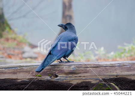 Wild crow Crow Corvus Wild crow Crow Corvus 45044221