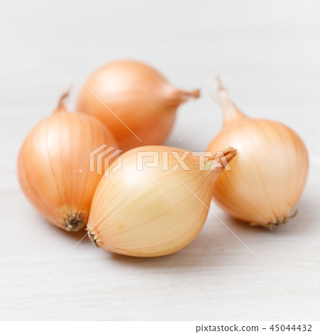 蔬菜小洋蔥品種:Pecoros 1:1 蔬菜小洋蔥品種:Pecoros 1:1 45044432