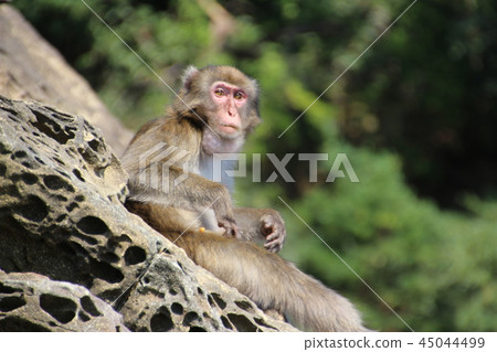 Yukijima wild monkey 45044499