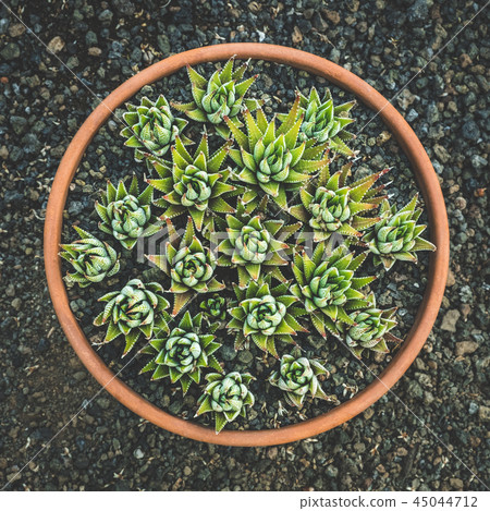 succulent pot plant - cactus 45044712