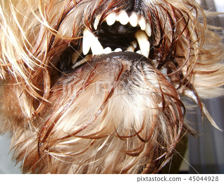 狗犬牙 狗犬牙 45044928