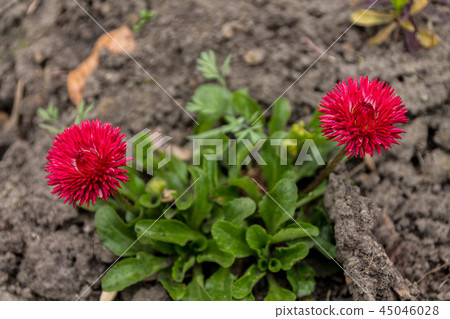 Wildflowers red. Flowers beds. 45046028