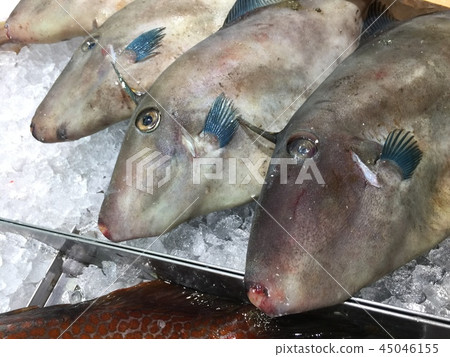 在冰上排隊的馬拉髮型|鮮魚角 在冰上排隊的馬拉髮型|鮮魚角 45046155