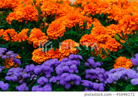 Tagetes patula and ageratum flowers 45046172