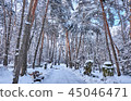 Winter park background with trees 45046471