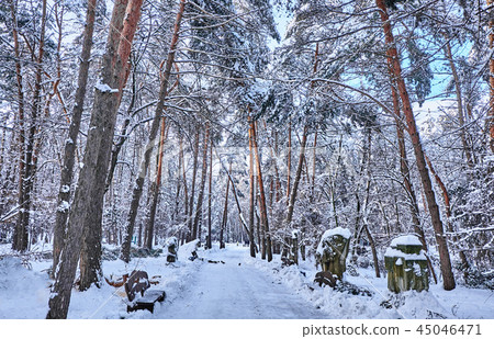 Winter park background with trees 45046471