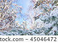 Winter background with pine tree branch 45046472