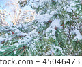 Winter background with pine tree branch  45046473