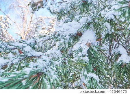 Winter background with pine tree branch  45046473