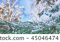 Winter background with pine tree branch  45046474