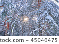 Trees in winter park. 45046475