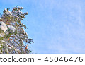 Pine trees covered with snow. 45046476