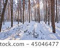 Winter park background with trees 45046477