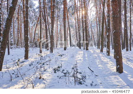 Winter park background with trees 45046477