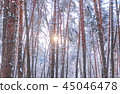 Trees in winter park. 45046478