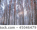 Pines covered with snow in a wood. 45046479