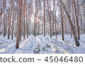 Trees in winter park. 45046480