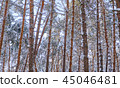 Trees in winter park. 45046481