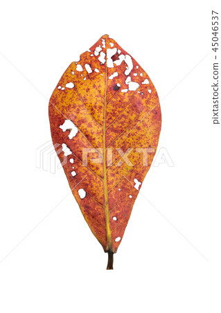 Indian-almond leave 45046537