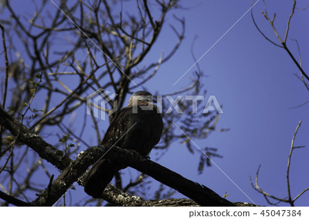 Wild Rock Pigeon (columba guinea), South Africa Wild Rock Pigeon (columba guinea), South Africa 45047384