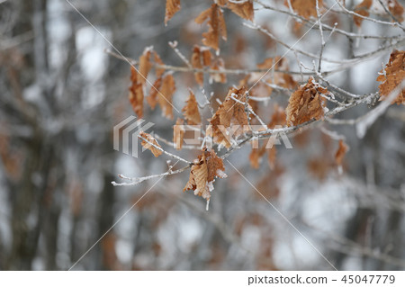 Winter tree Winter tree 45047779