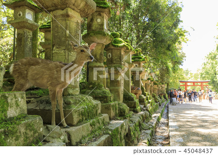 奈良縣的鹿，春日大社 45048437