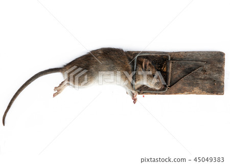 Dead rat in a trap 45049383