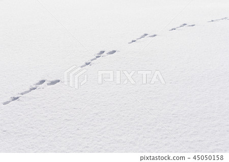 Hare foot tracks in snow forest. winter background Hare foot tracks in snow forest. winter background 45050158
