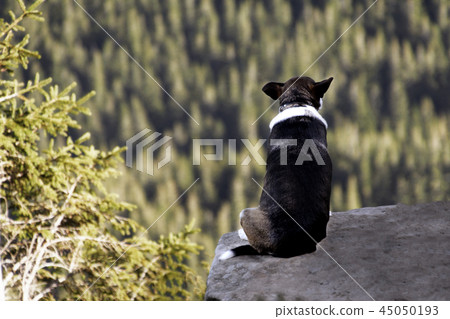 Alone dog sitting on rock against the backdrop of an incredible mountain landscape 45050193