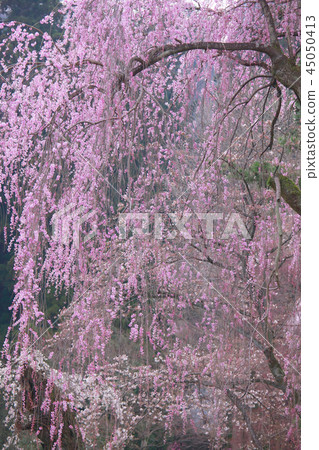 盛開的櫻花綻放得淋漓盡致 45050413