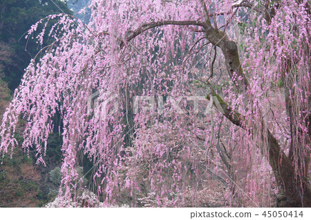 盛開的櫻花綻放得淋漓盡致 45050414