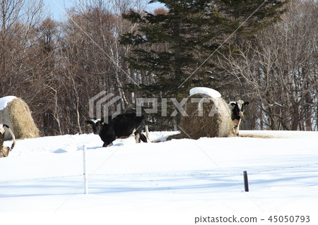 Ranch _ Monbetsu 45050793