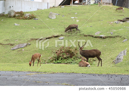 Kinkasan Kozanzan Shrine, a deer that feeds on grass Kinkasan Kozanzan Shrine, a deer that feeds on grass 45050986