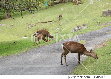 Kinkasan Kozanzan Shrine, a deer that feeds on grass Kinkasan Kozanzan Shrine, a deer that feeds on grass 45050989