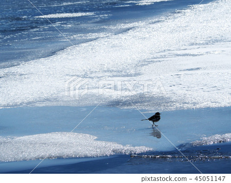 Walking on the ice Walking on the ice 45051147