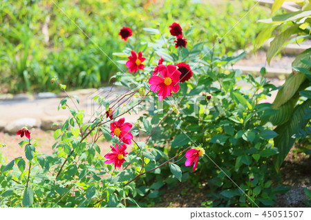 Dahlia flower 45051507