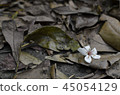 枯葉中的油桐花，台灣新竹油桐花季taiwan hsinchu 45054129
