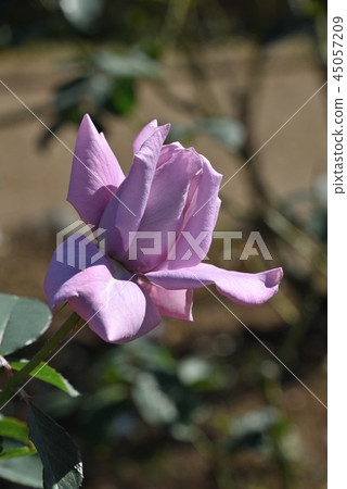 Rose (Madame Violé) Rose (Madame Violé) 45057209