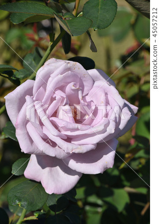 Rose (blue moon) 45057212