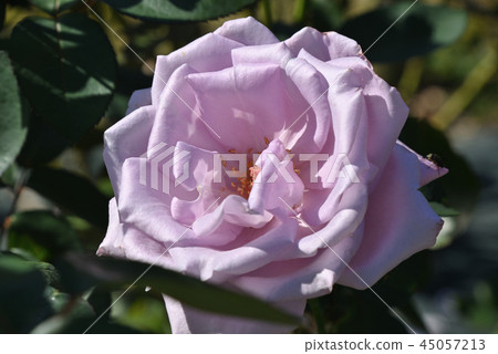 Rose (blue moon) 45057213