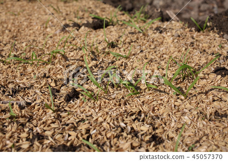 Germination of spinach 45057370