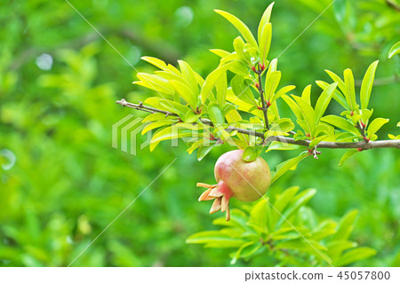 Young pomegranate fruit Young pomegranate fruit 45057800