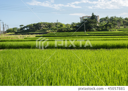 green paddy farm 45057881