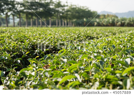 green tea farm 45057889