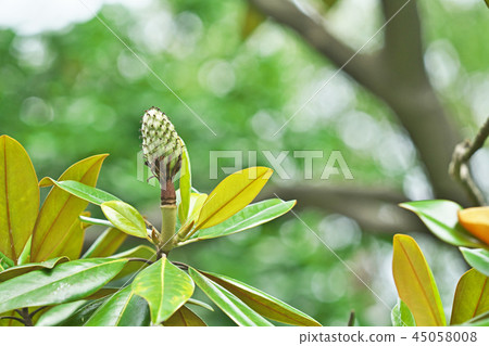 綠太桑B果 45058008