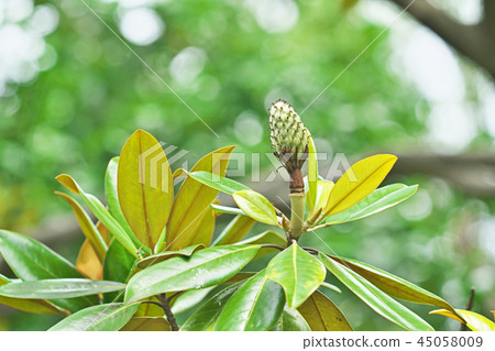 Green Taisang Bok fruit 45058009