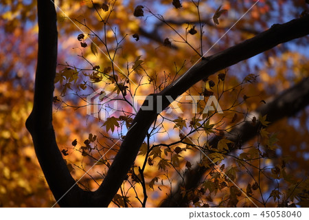 Autumn leaves of Katsuo-dera Autumn leaves of Katsuo-dera 45058040